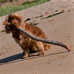 Image: Second image from the photoset 'family (x)'.