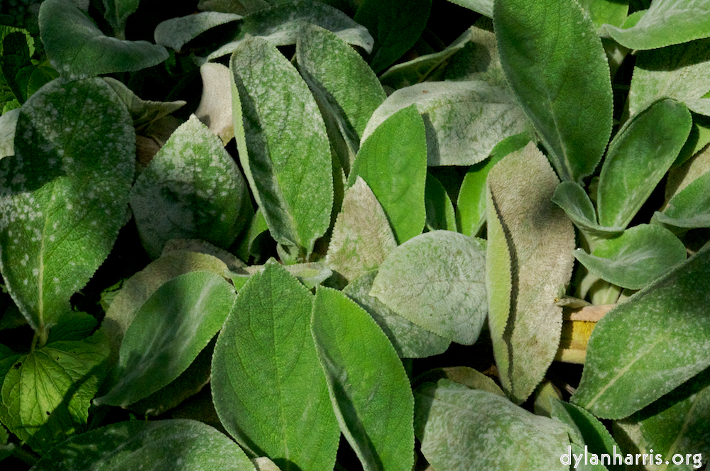 Image: Image 'alnwick 10'.