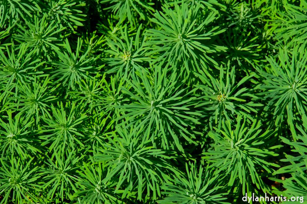 Image: Image 'alnwick 11'.