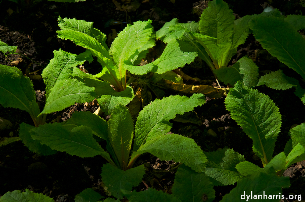 Image: Image 'alnwick 12'.