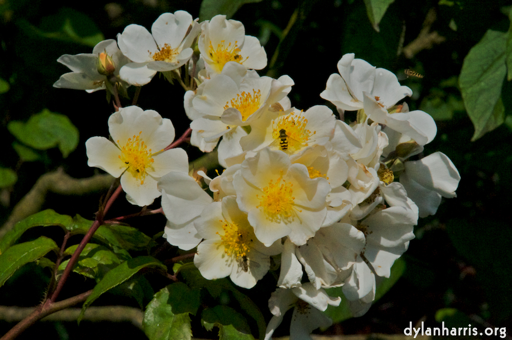 Image: Image 'alnwick 14'.