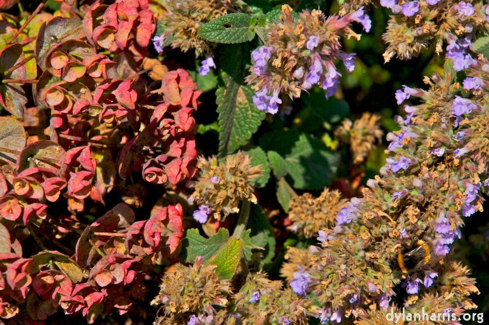 Image: Image 'alnwick 16'.