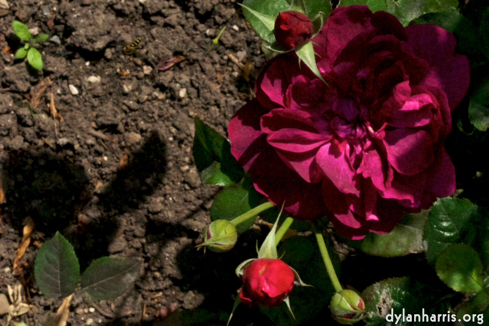 Image: Image 'alnwick 2'.