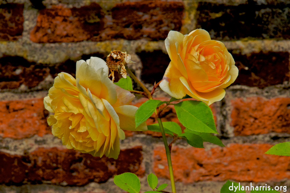 Image: Image 'alnwick 3'.