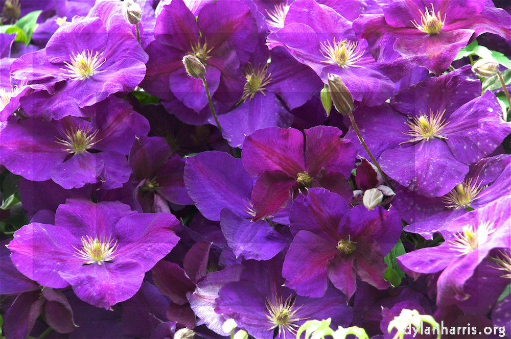 Image: Image 'alnwick 6'.