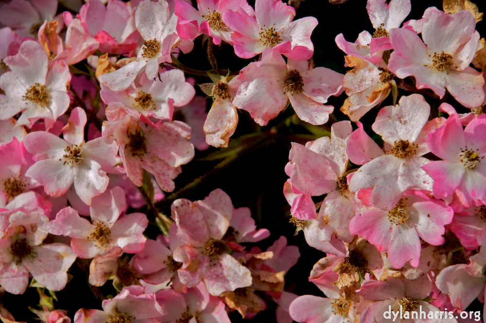 Image: Image 'alnwick 7'.