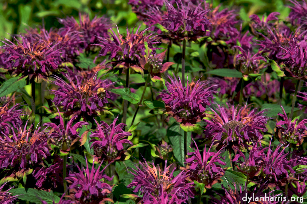 Image: Image 'alnwick 8'.