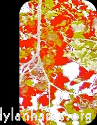 Image 'front (ii) 4'.