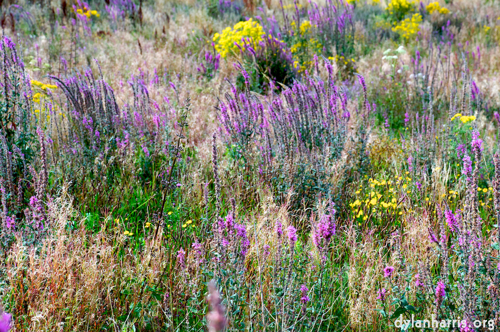 image: This is ‘
mayo (i) 2
’.