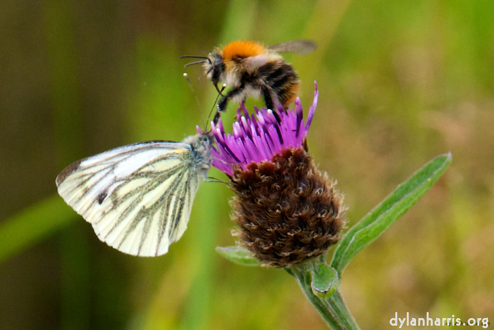 image: This is ‘
mayo (i) 3
’.