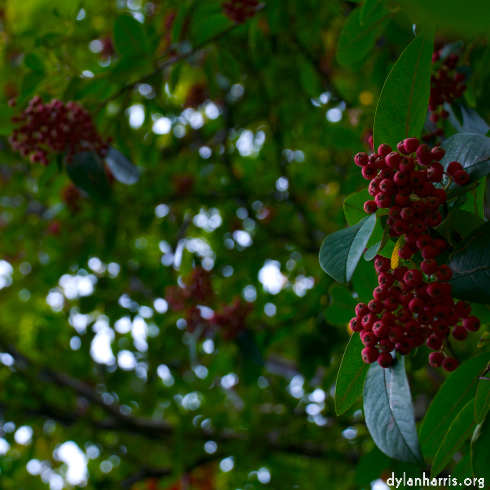 Image 'leaf (ii) 1'.