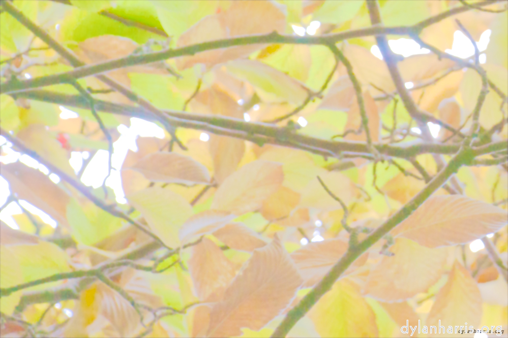 Image: Image 'leaf (ii) 3'.