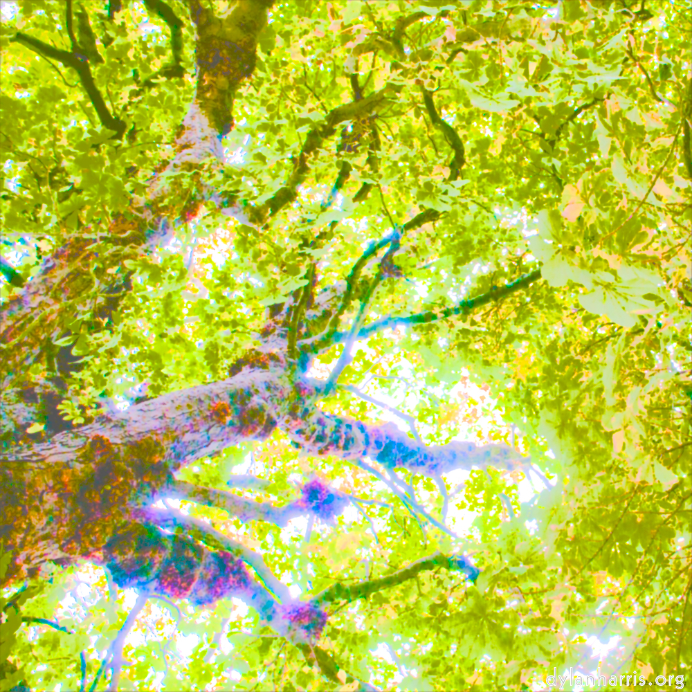 Image: Image 'leaf (ii) 6'.