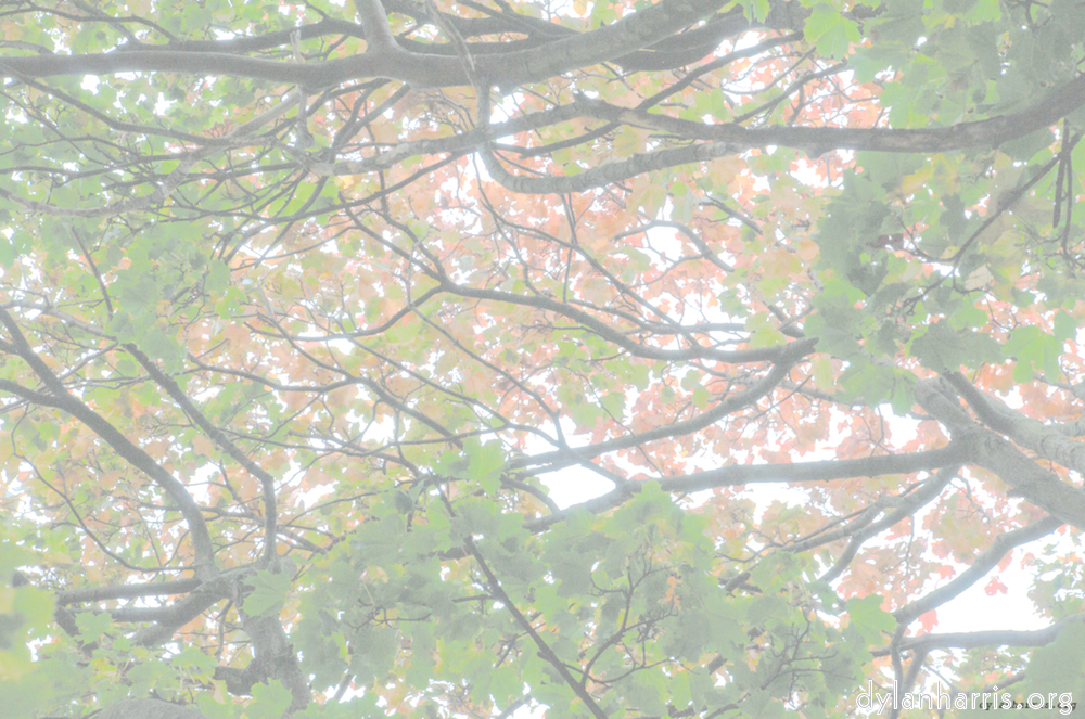 Image: Image 'leaf (ii) 8'.