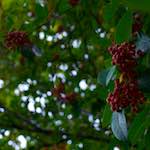 Image: First image from the photoset 'leaf (ii)'.