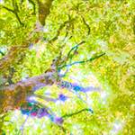 Image: Sixth image from the photoset 'leaf (ii)'.