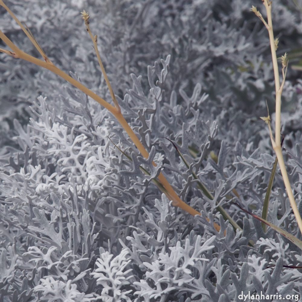 Image 'dublin (v) 10'.