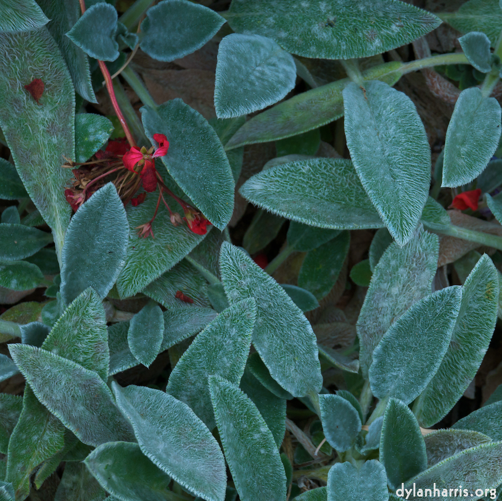 Image 'dublin (v) 8'.