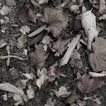 Sixth image from the photoset 'dublin (v)'.