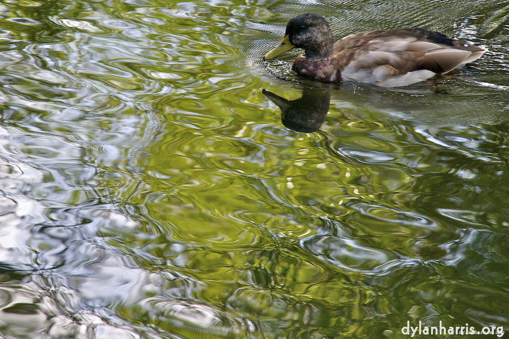 Image: Image 'water (i) 7'.