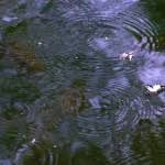 Second image from the photoset 'press'.