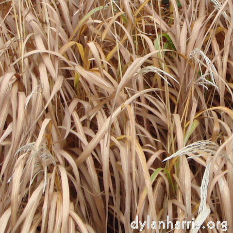 Image: Image 'see nerd (i) 11'.