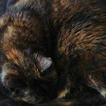 Image: Tenth image from the photoset 'see nerd (i)'.