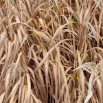 Image: Eleventh image from the photoset 'see nerd (i)'.