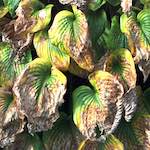 Image: Fifteenth image from the photoset 'see nerd (i)'.