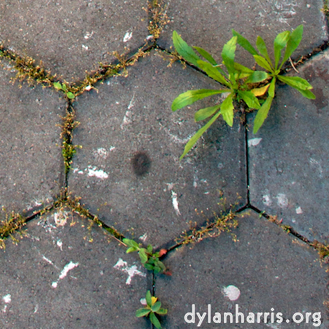 Image: Image 'see nerd (ii) 1'.