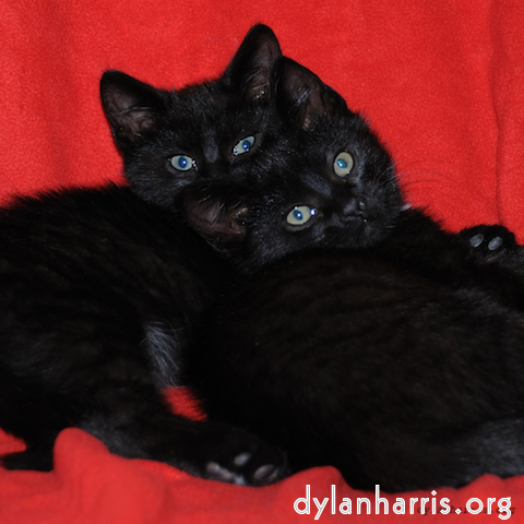 Image: Image 'see nerd (ii) 12'.