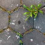 Image: First image from the photoset 'see nerd (ii)'.