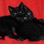 Image: Twelfth image from the photoset 'see nerd (ii)'.