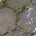 image: miss demeanour