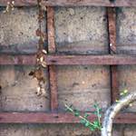 Image: Fifth image from the photoset 'see nerd (ii)'.