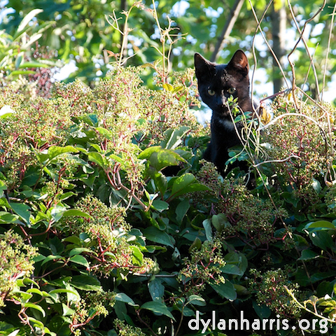 Image: Image 'see nerd (iii) 2'.