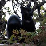 Image: Tenth image from the photoset 'see nerd (iii)'.