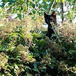 Image: Second image from the photoset 'see nerd (iii)'.