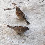 Image: Sixth image from the photoset 'see nerd (iii)'.