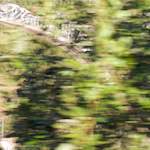 Image: Eighth image from the photoset 'see nerd (iii)'.