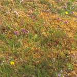 Image: First image from the photoset 'see nerd (v)'.