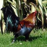 Image: First image from the photoset 'see nerd (vi)'.