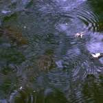 Image: Eighth image from the photoset 'tannoy (i)'.