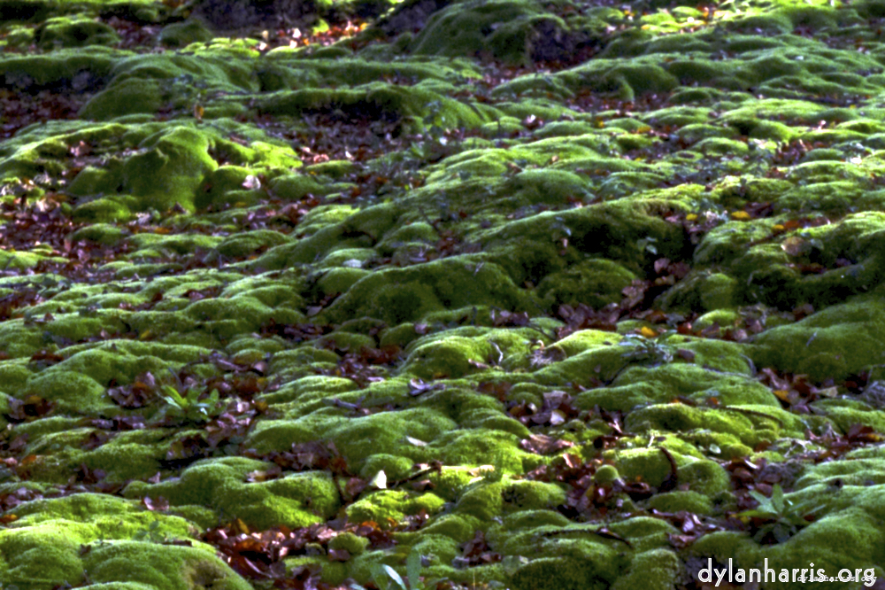 Image: Image 'texture (iii) 13'.