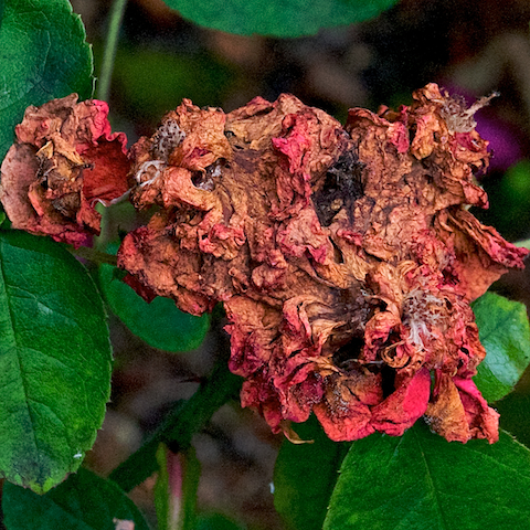 Image 'the pale, part 7'.