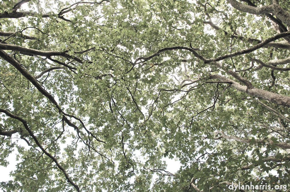 Image: Image 'leaf (i) 1'.