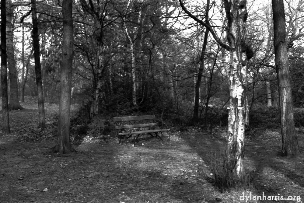 Image: Image 'woods 2'.