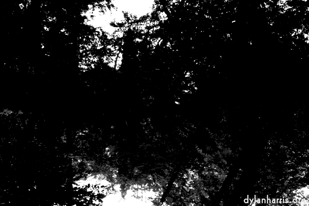 Image: Image 'woods 3'.