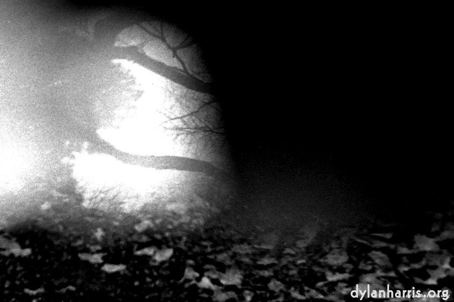 Image: Image 'woods 4'.