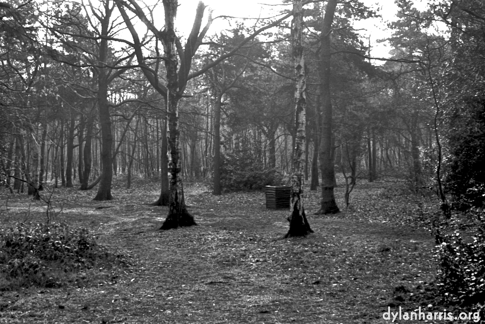 Image: Image 'woods 5'.